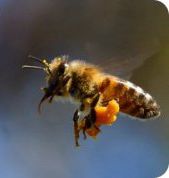 Albina cu polen crud Apiland